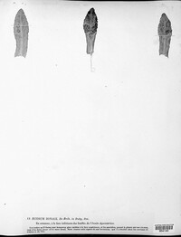 Uromyces junci image